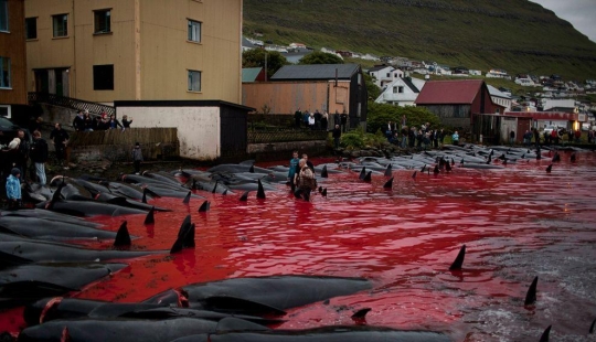 En las costas sangrientas: los feroeses vuelven a matar brutalmente a cientos de delfines En las costas sangrientas: los feroeses vuelven a matar brutalmente a cientos de delfines