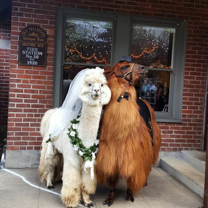 En lugar de personas, ahora puedes invitar a un lama con pajarita a una boda