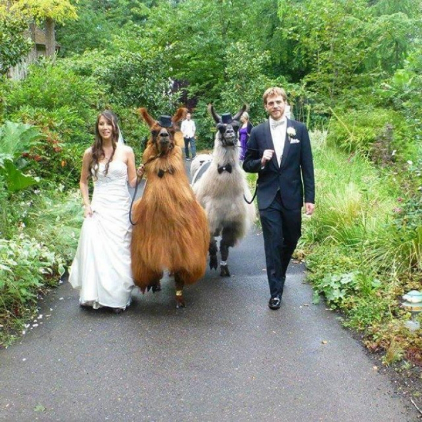 En lugar de personas, ahora puedes invitar a un lama con pajarita a una boda