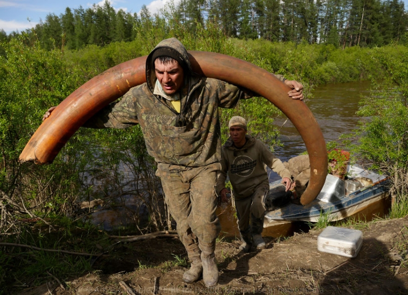 En Yakutia, una nueva " fiebre del oro—: caza de colmillos de mamut