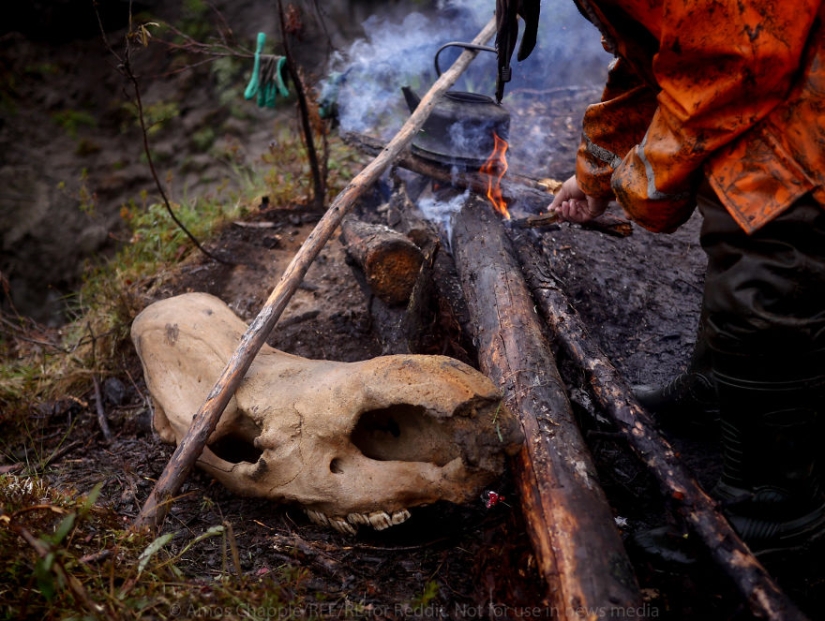 En Yakutia, una nueva " fiebre del oro—: caza de colmillos de mamut