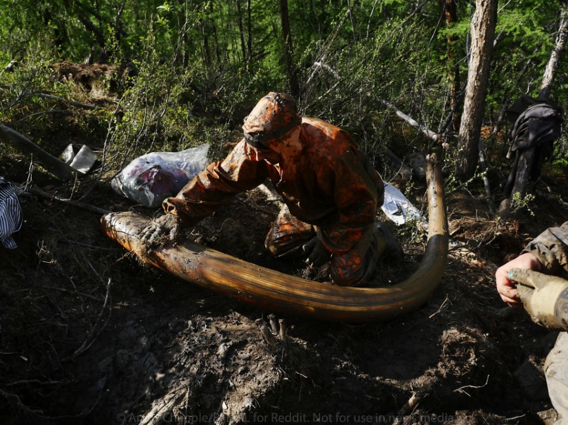 En Yakutia, una nueva " fiebre del oro—: caza de colmillos de mamut