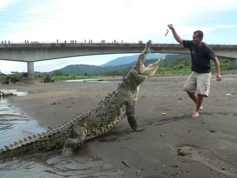 Encantador de cocodrilos de Costa Rica