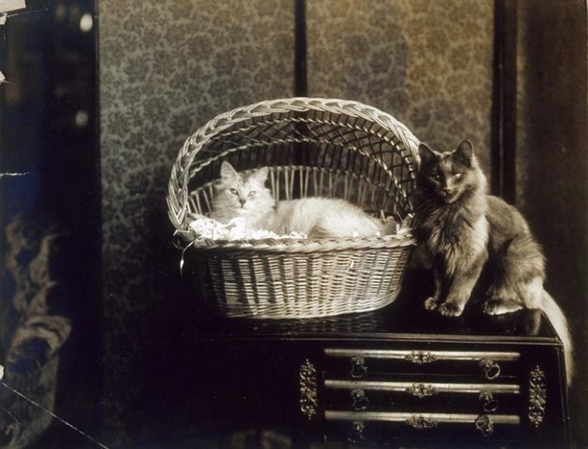 Encantadores gatos vintage que demostrarán que los gatos han gobernado el mundo en todo momento
