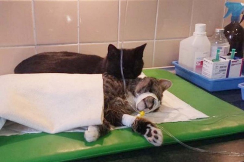 Enfermera con cola: gato rescatado ahora cuida de animales enfermos del refugio