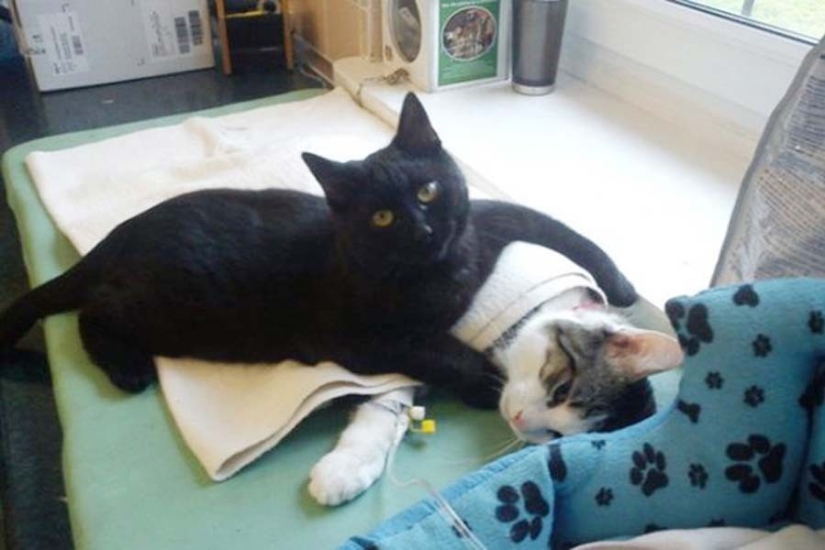 Enfermera con cola: gato rescatado ahora cuida de animales enfermos del refugio