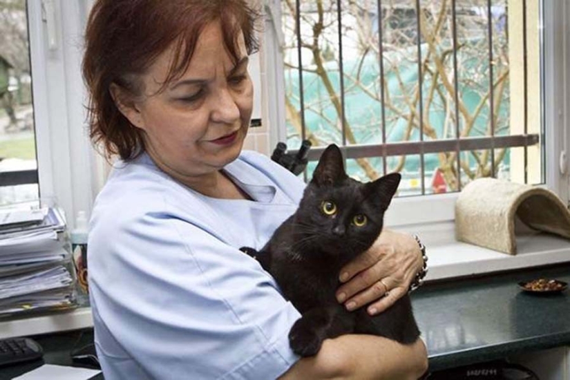 Enfermera con cola: gato rescatado ahora cuida de animales enfermos del refugio