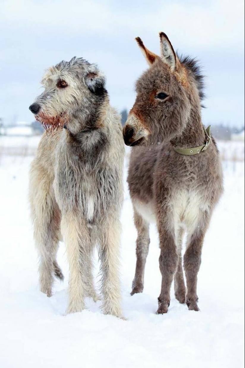 Enorme, divertido, amable: 45 perros lobo irlandeses que impresionarán con su tamaño