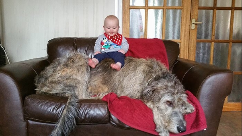 Enorme, divertido, amable: 45 perros lobo irlandeses que impresionarán con su tamaño