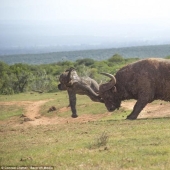 Es una pena para el bebé, pero esto es Naturaleza.