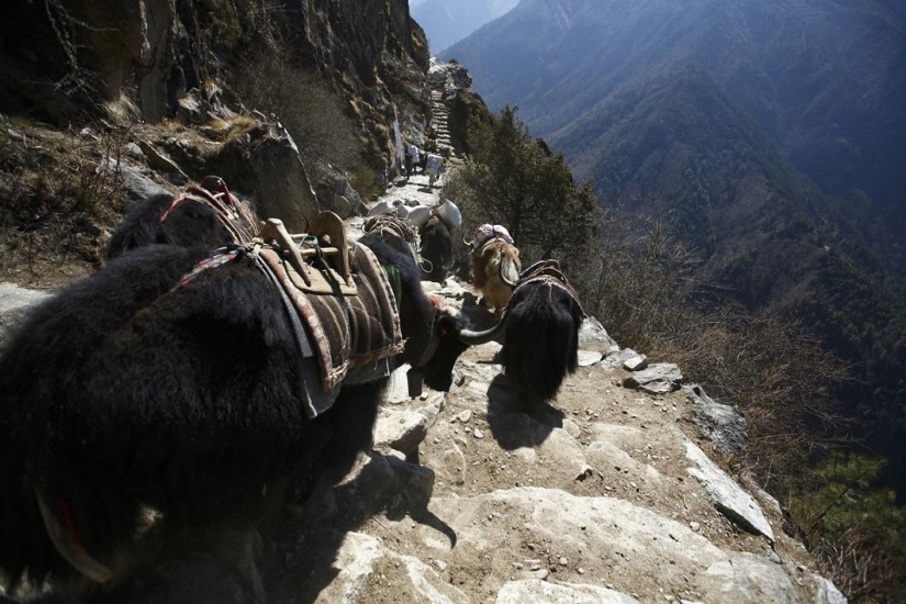 Escalando el Everest