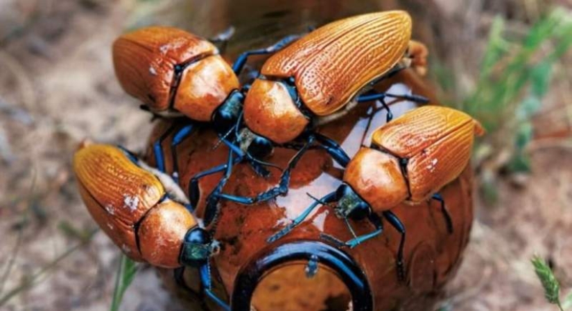 Escarabajos dorados australianos: cuando los hombres prefieren biberones a sus damas