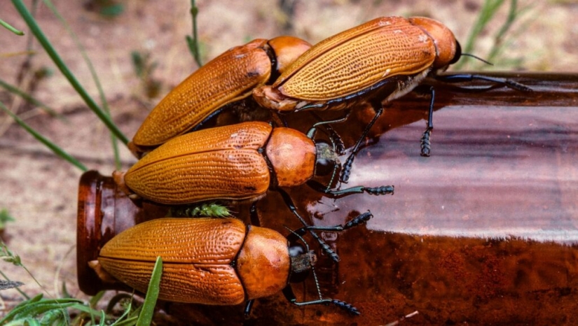 Escarabajos dorados australianos: cuando los hombres prefieren biberones a sus damas