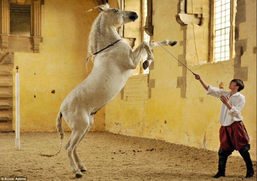 escuela de ballet para caballos