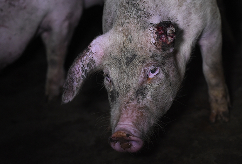 Espeluznante proyecto fotográfico sobre la vida de los cerdos en las granjas