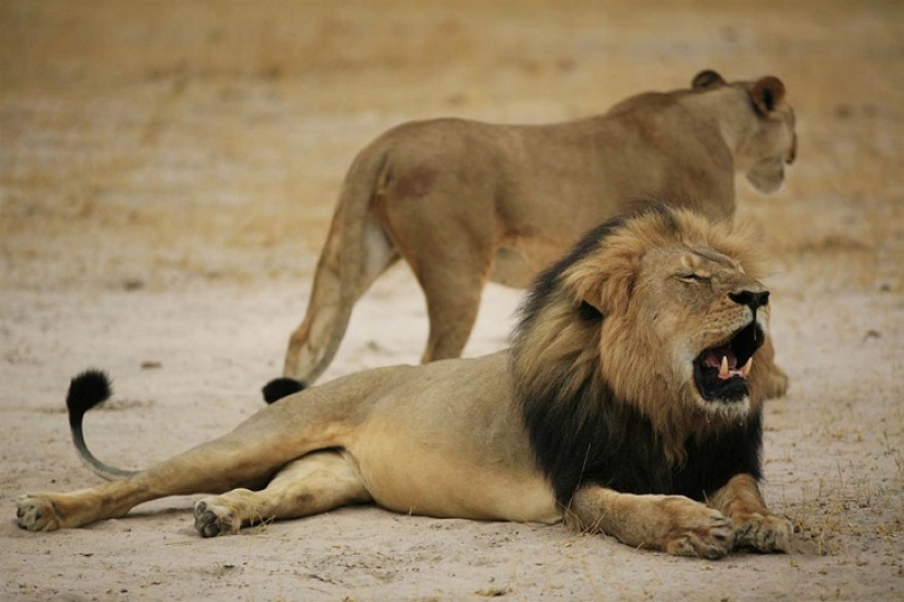 Estadounidense que mató a un famoso león causó furor en Internet y cerró su consultorio dental