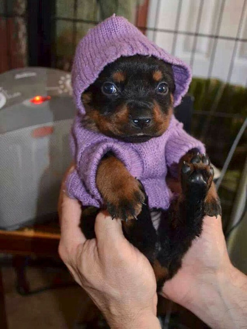 Estas 20 fotos de animales increíblemente lindos en suéteres te mantendrán caliente
