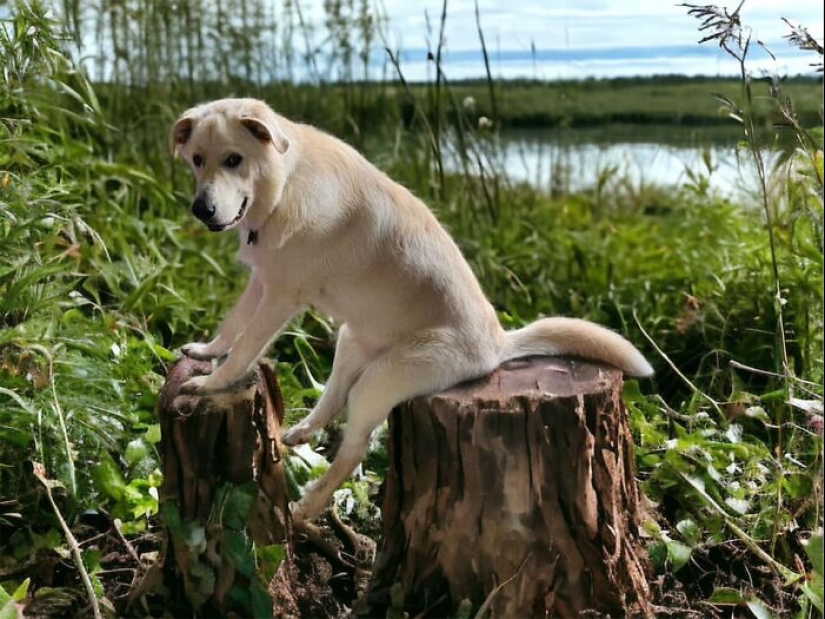 Estas son 10 fotografías que la gente hizo mientras se divirtieron retocando con Photoshop a este perro tonto