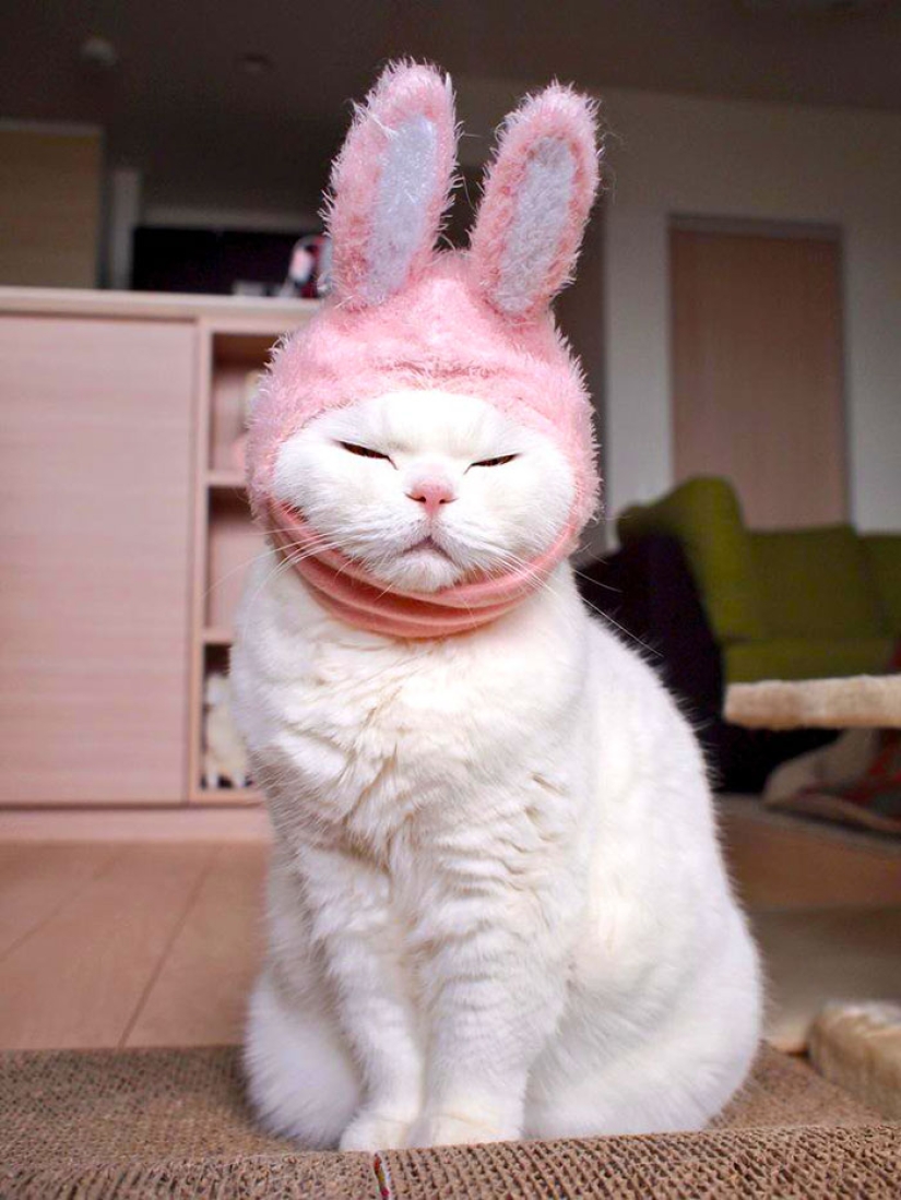 Este gato de 17 años es la estrella de internet más perezosa de Japón
