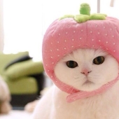 Este gato de 17 años es la estrella de internet más perezosa de Japón
