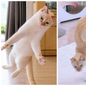 Este gato de Japón baila mucho más fresco que tú, y aquí hay 25 pruebas