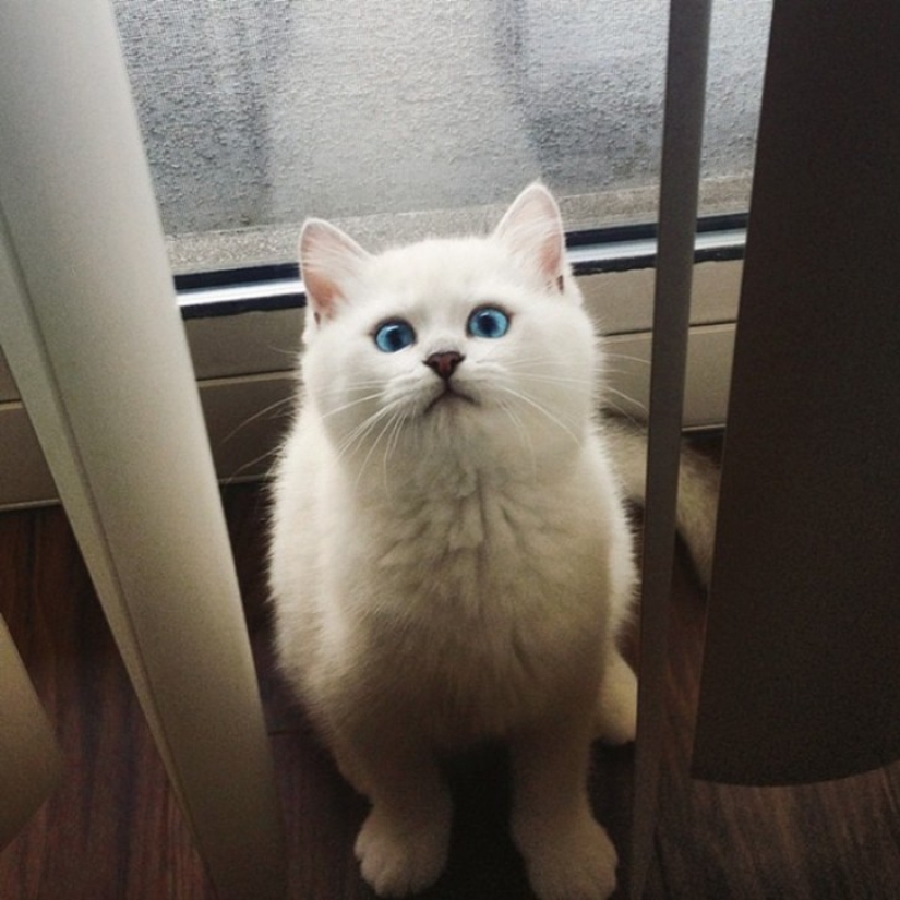Este gato tiene los ojos más bonitos del mundo.