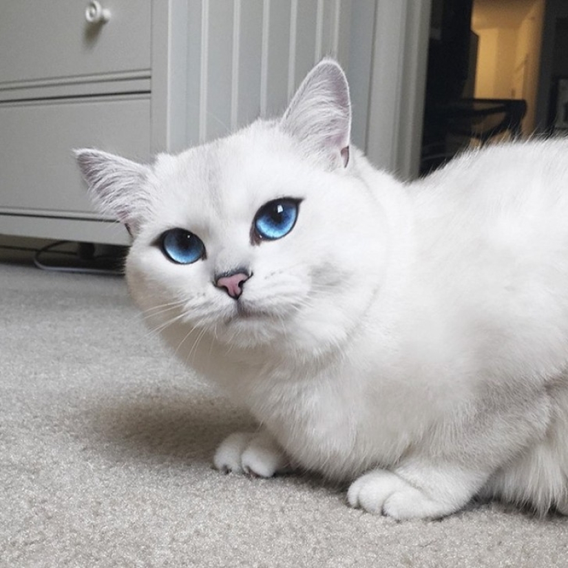 Este gato tiene los ojos más bonitos del mundo.