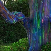 Este no es un cuadro de "Avatar", un árbol crece en la Tierra
