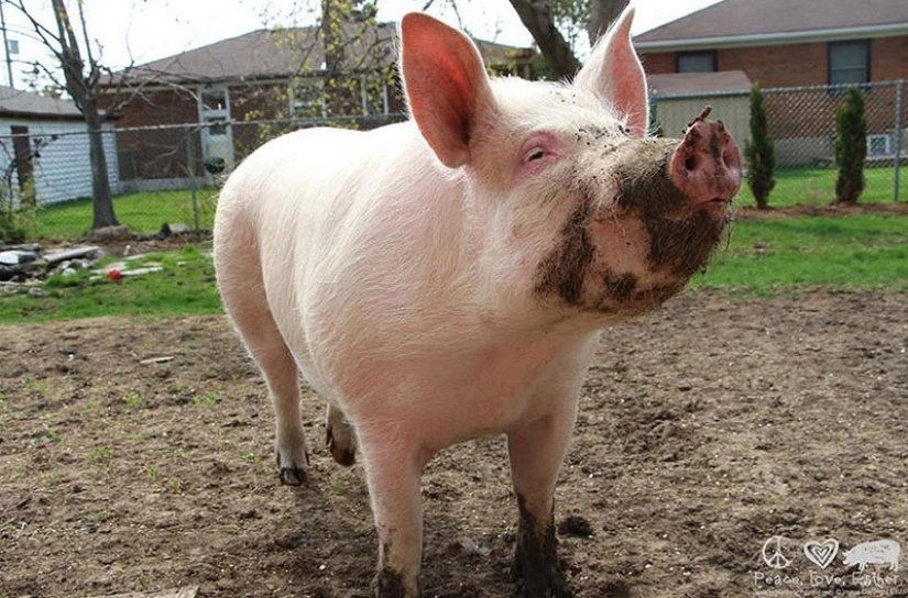 Esther es una &quot;minicerda&quot; de 227 kg que vive en la casa