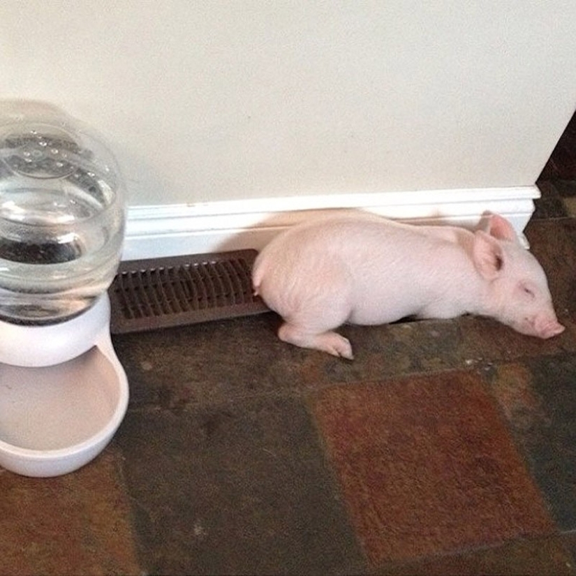 Esther es una &quot;minicerda&quot; de 227 kg que vive en la casa
