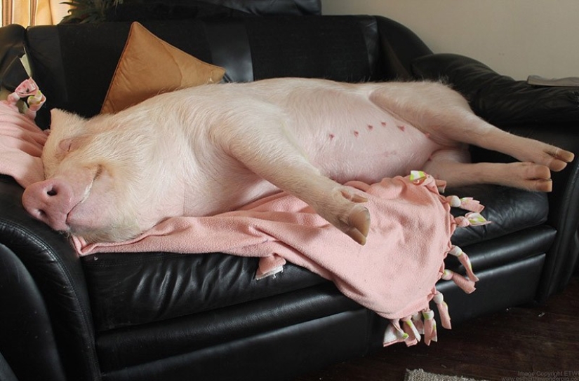 Esther is a 227 kg &quot;mini-pig&quot; who lives in the house