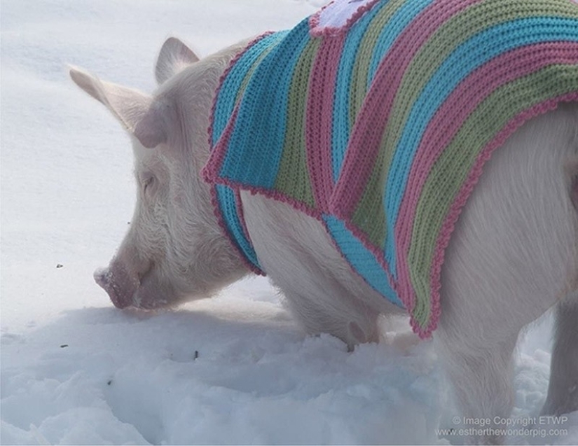 Esther is a 227 kg &quot;mini-pig&quot; who lives in the house