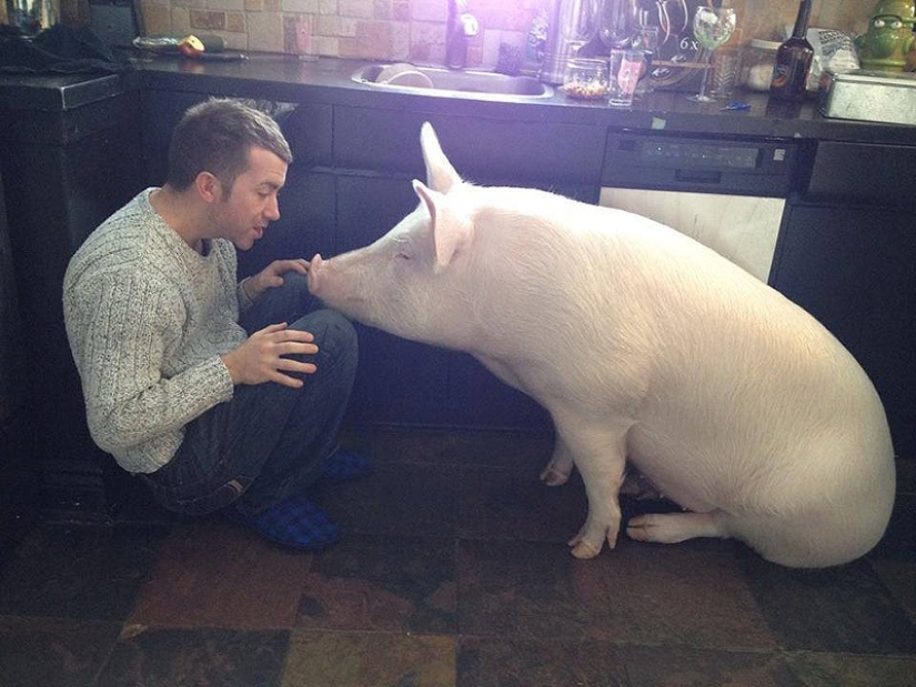 Esther is a 227 kg &quot;mini-pig&quot; who lives in the house