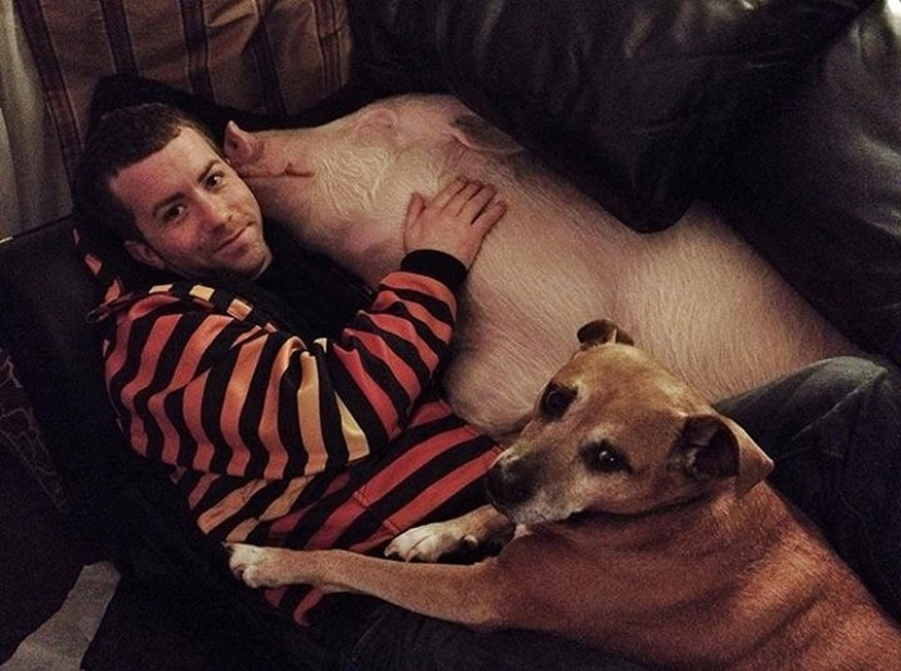 Esther is a 227 kg &quot;mini-pig&quot; who lives in the house