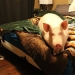 Esther is a 227 kg &quot;mini-pig&quot; who lives in the house