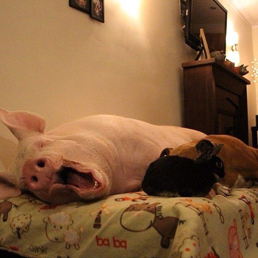 Esther is a 227 kg &quot;mini-pig&quot; who lives in the house