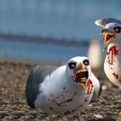 "Están listos para cualquier cosa" : en Gran Bretaña, las" gaviotas zombis " roban a los drogadictos