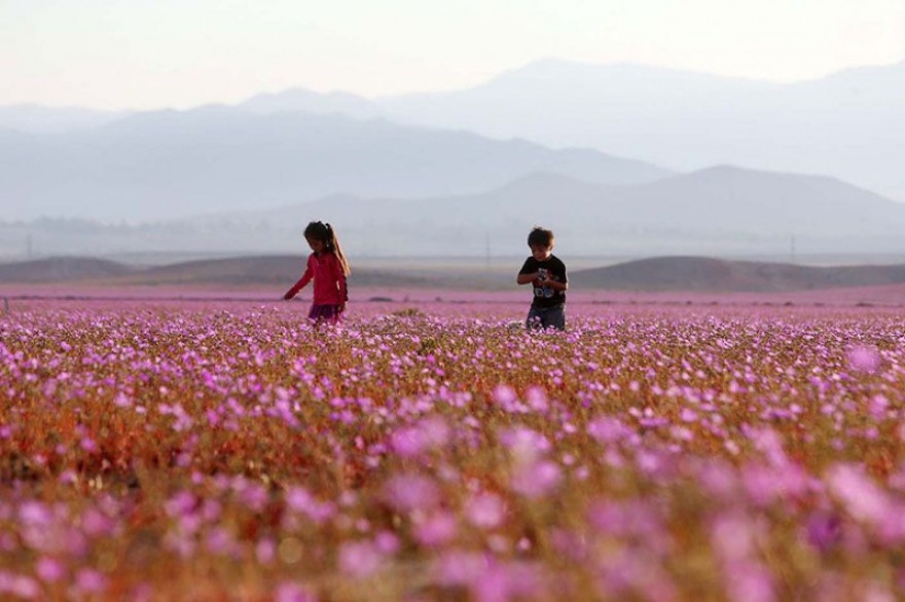 Esto es lo que pasa cuando llueve en el desierto más árido del mundo