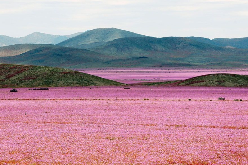 Esto es lo que pasa cuando llueve en el desierto más árido del mundo