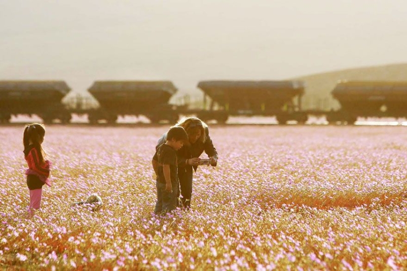 Esto es lo que pasa cuando llueve en el desierto más árido del mundo