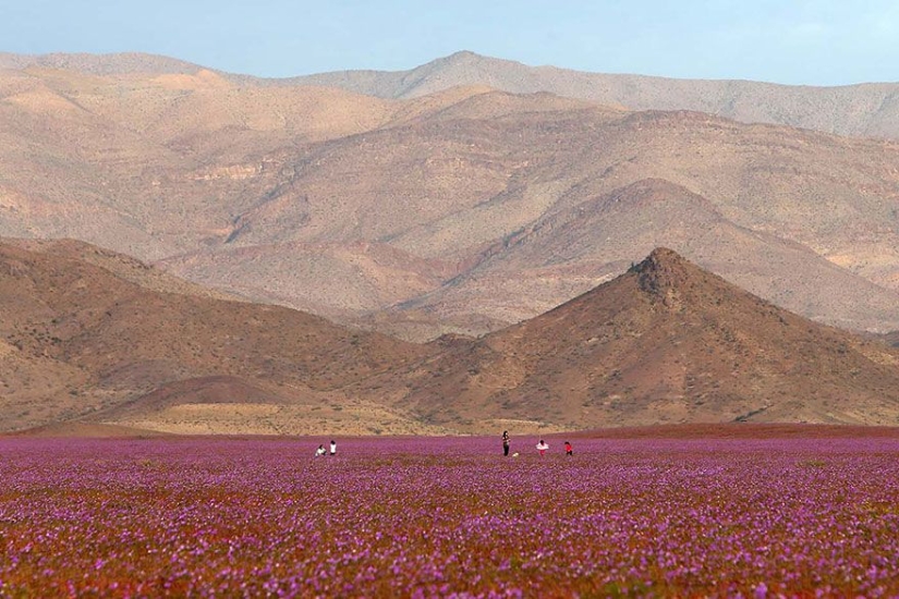 Esto es lo que pasa cuando llueve en el desierto más árido del mundo