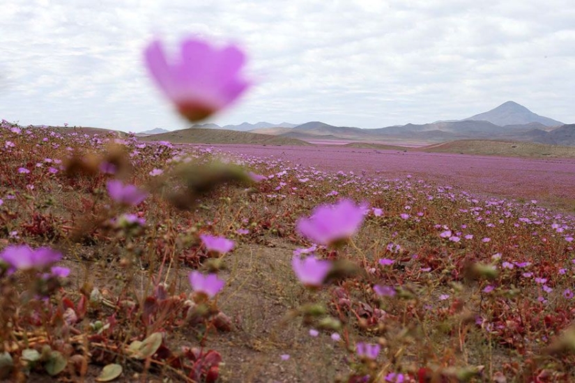 Esto es lo que pasa cuando llueve en el desierto más árido del mundo