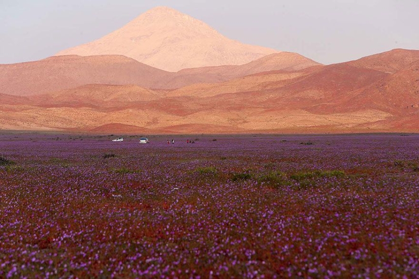 Esto es lo que pasa cuando llueve en el desierto más árido del mundo