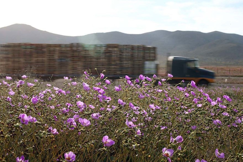 Esto es lo que pasa cuando llueve en el desierto más árido del mundo