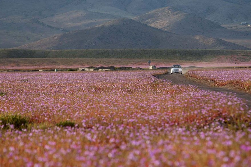 Esto es lo que pasa cuando llueve en el desierto más árido del mundo