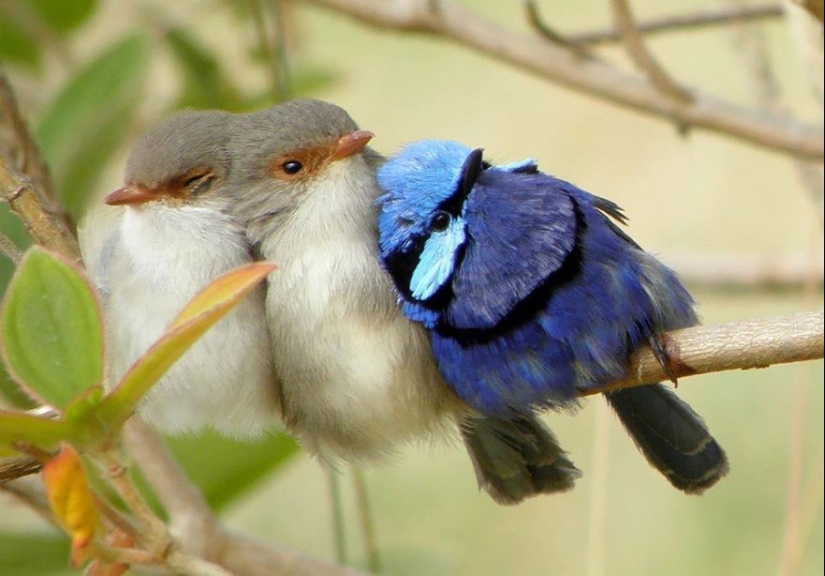 ¡Estos pájaros saben cómo abrazarse!