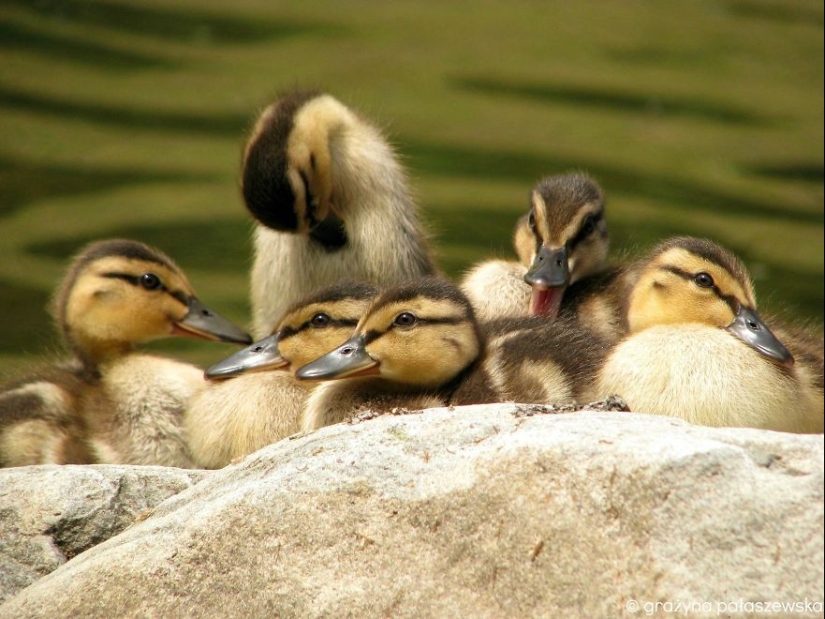 ¡Estos pájaros saben cómo abrazarse!