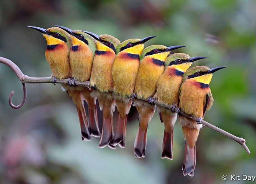 ¡Estos pájaros saben cómo abrazarse!