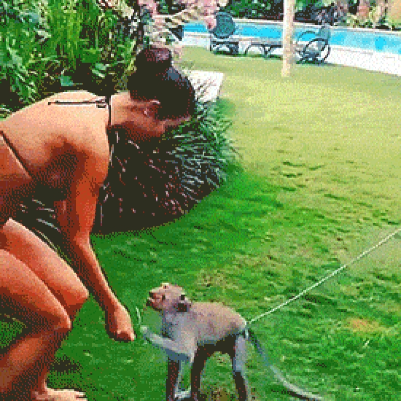 Even primates know how to behave with girls! 14 gifs to prove it