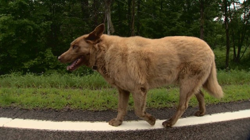 Every day this old dog walks 6 kilometers to say hello to people